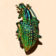 Image for article titled 3D crystals camouflage the Diamond Weevil with their super shine